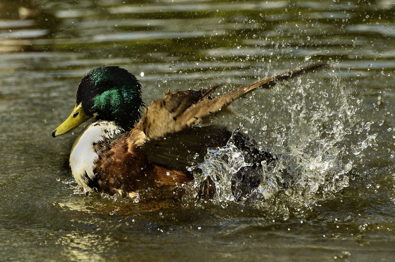 nature  duck  bird free photo