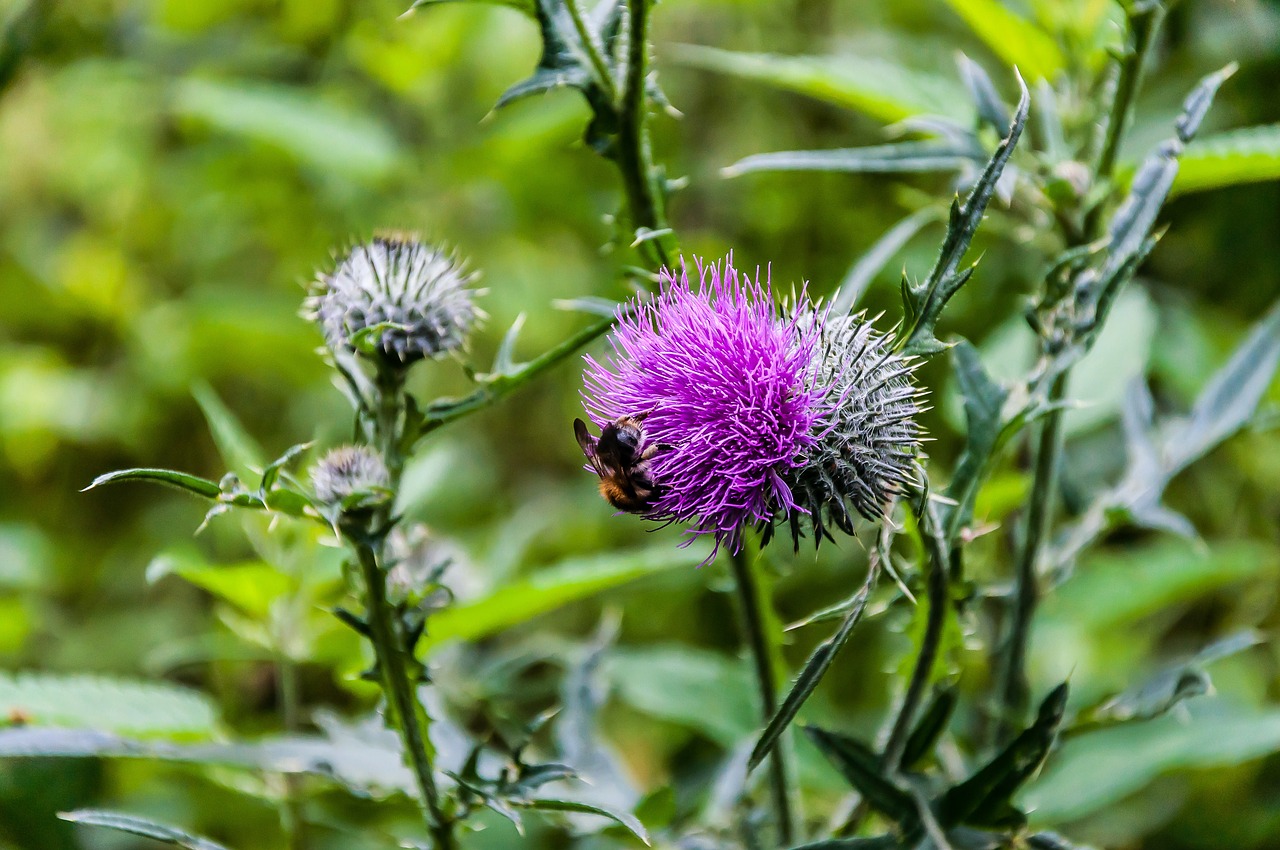 nature  thistle  thistle flower free photo