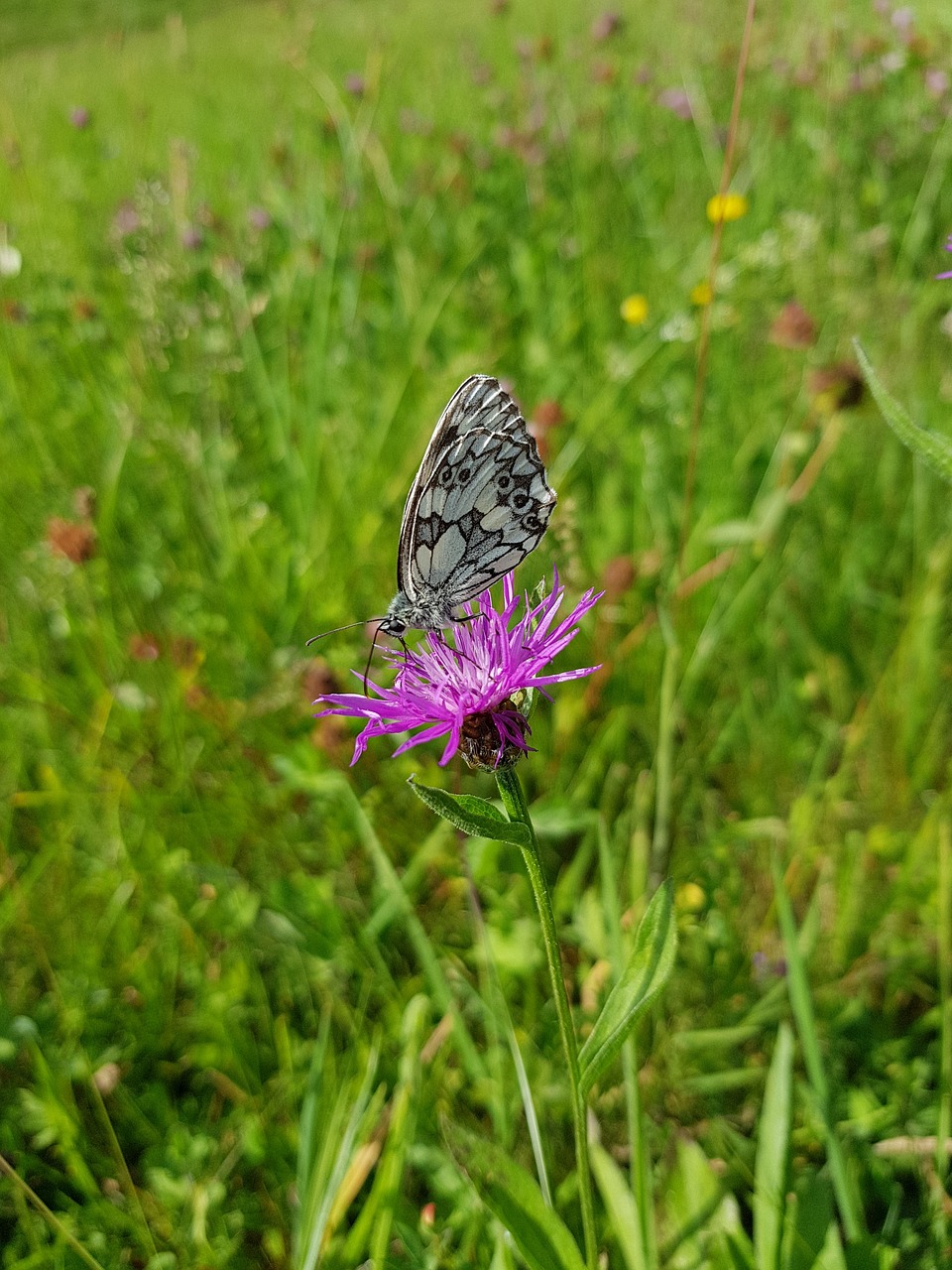 nature  insect  summer free photo