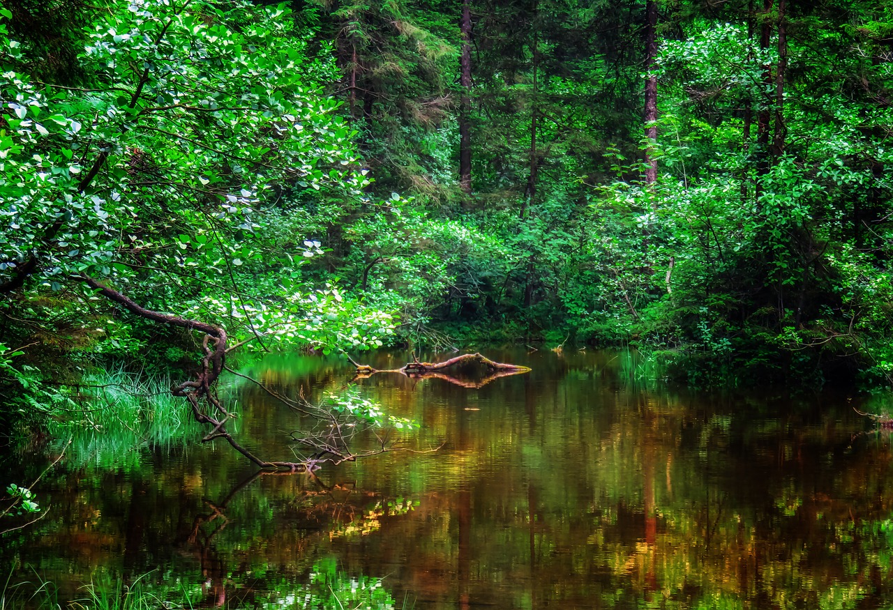 nature  water  pond free photo