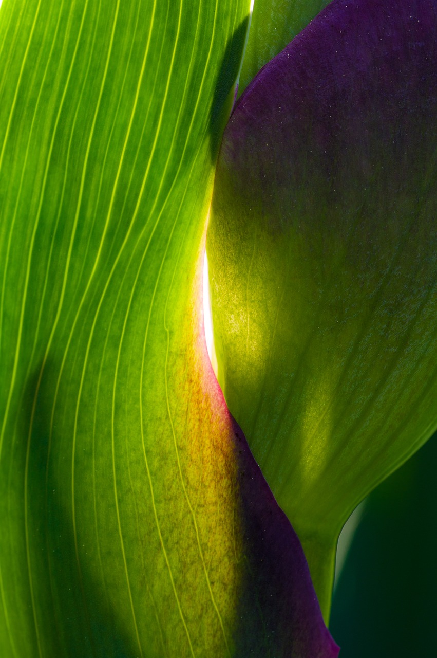 nature  macro  flower free photo