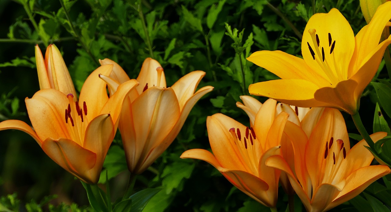 nature  garden  daylily free photo