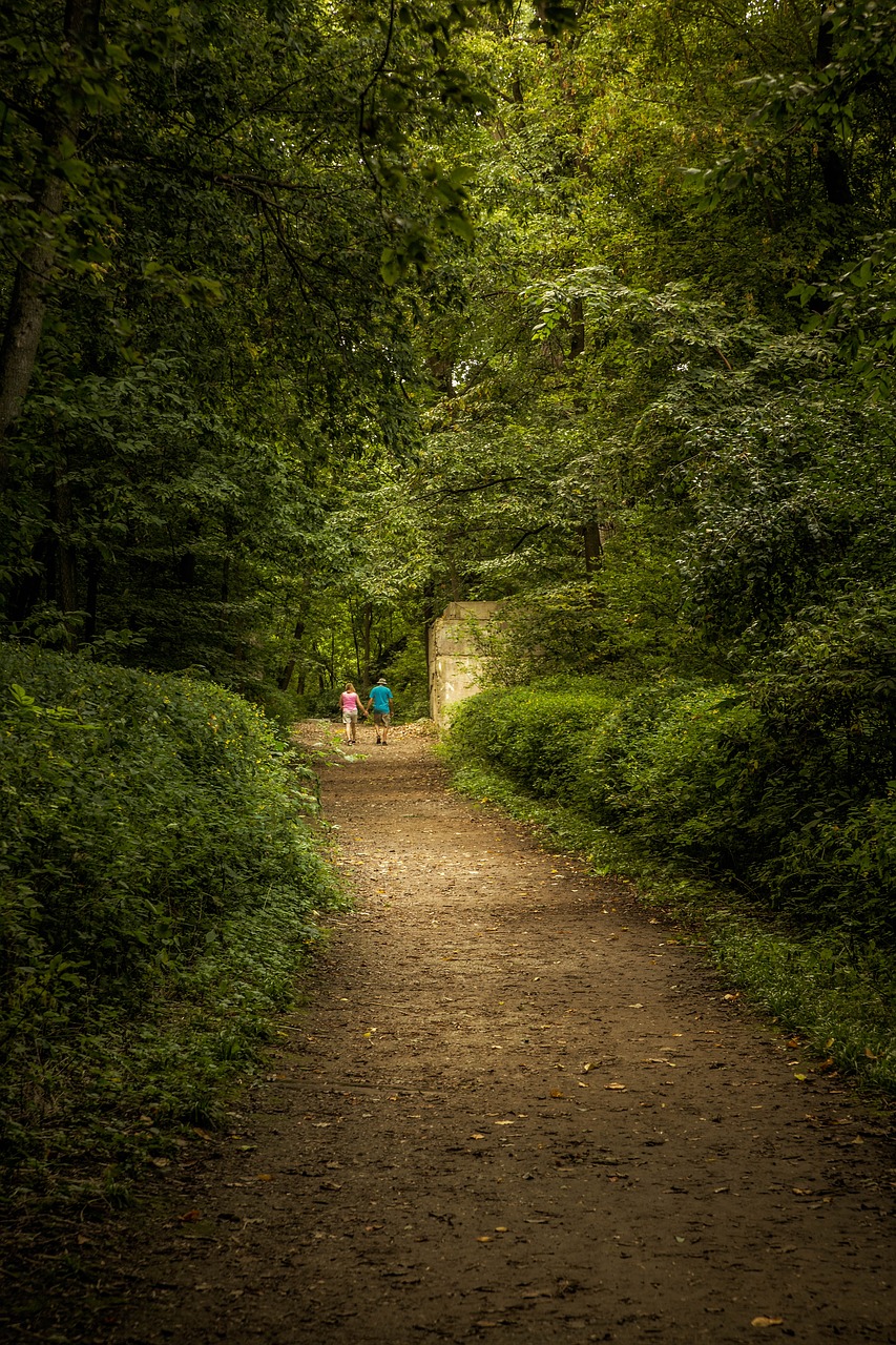 nature  path  green free photo