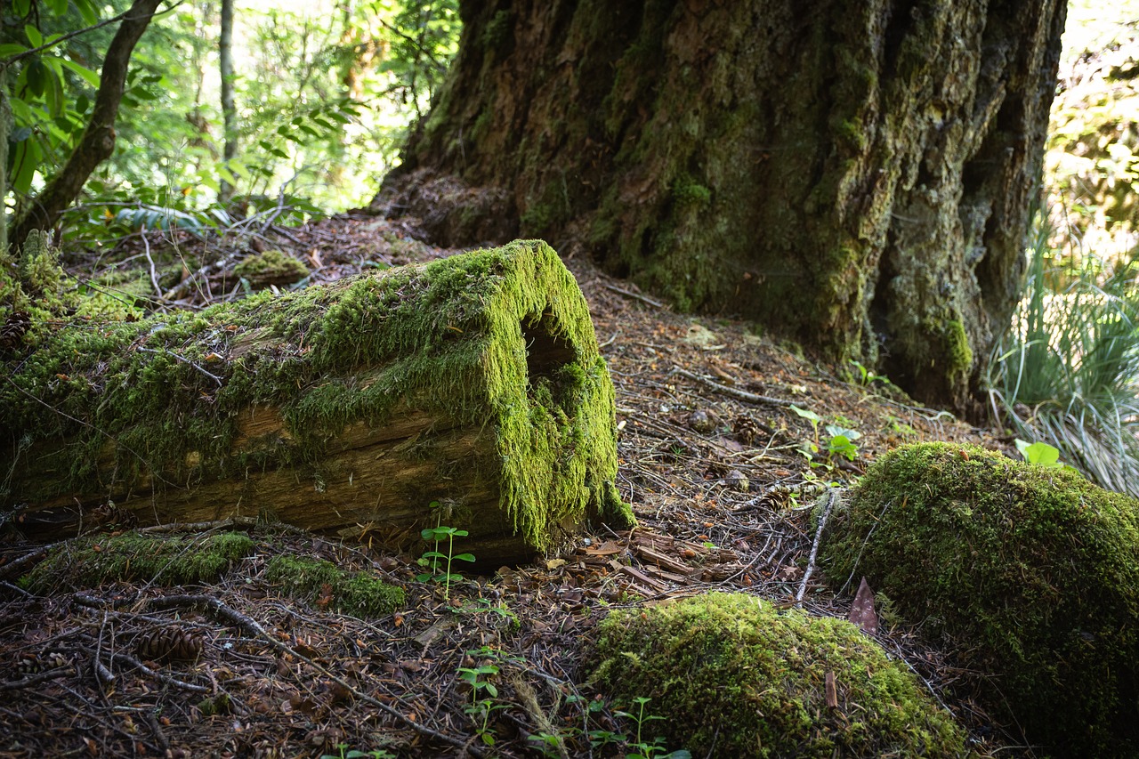 nature  tree  moss free photo