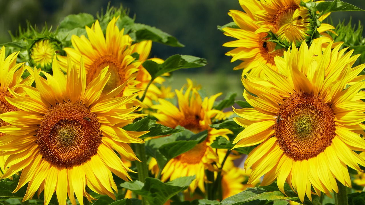 nature  field  sunflower free photo