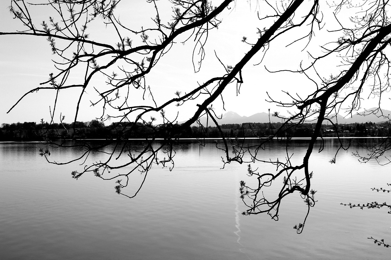 nature  black  white free photo