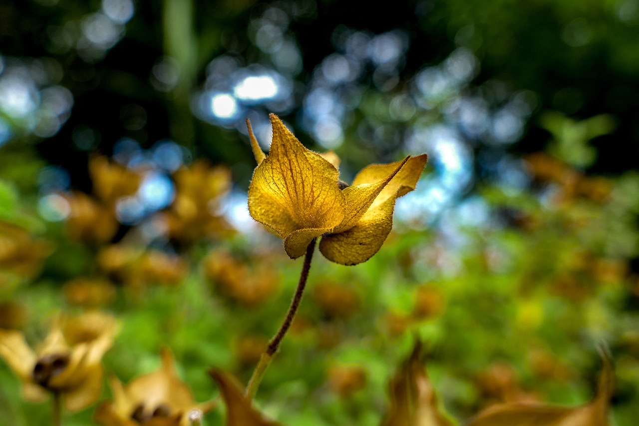 nature  leaf  flora free photo