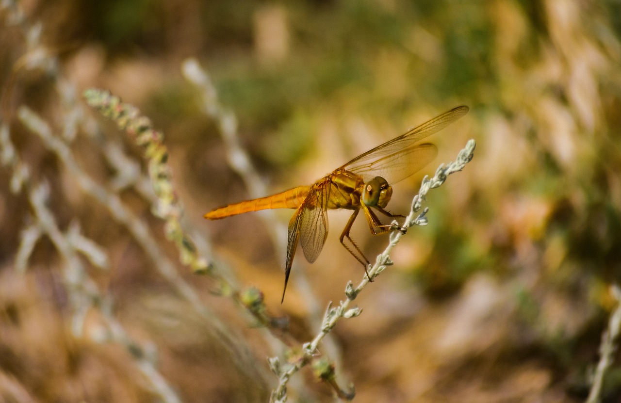 nature  lullaby  water free photo