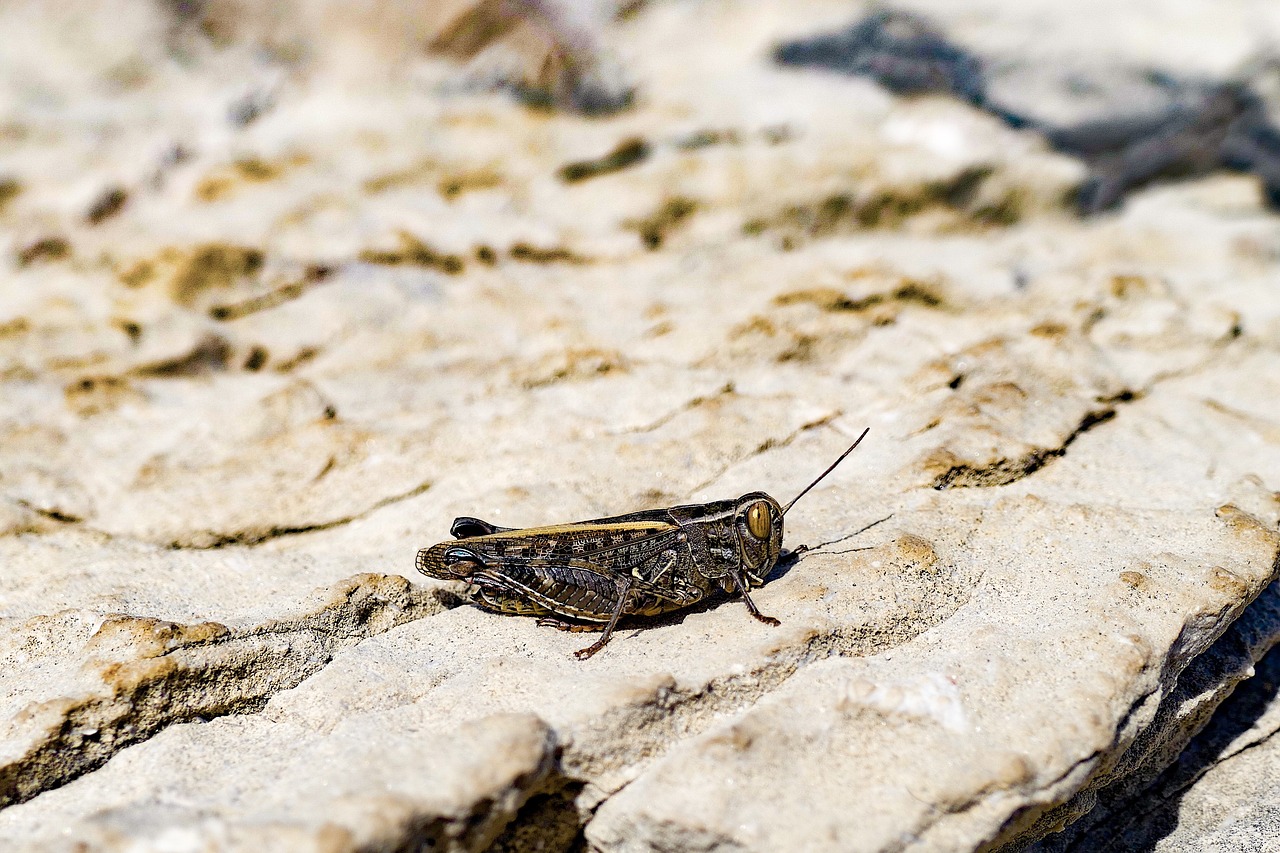 nature  rock  outdoors free photo