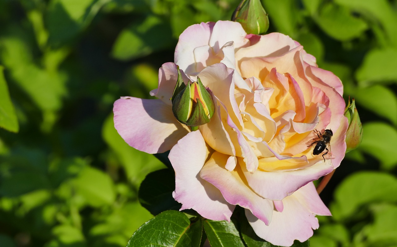 nature  garden  rose free photo