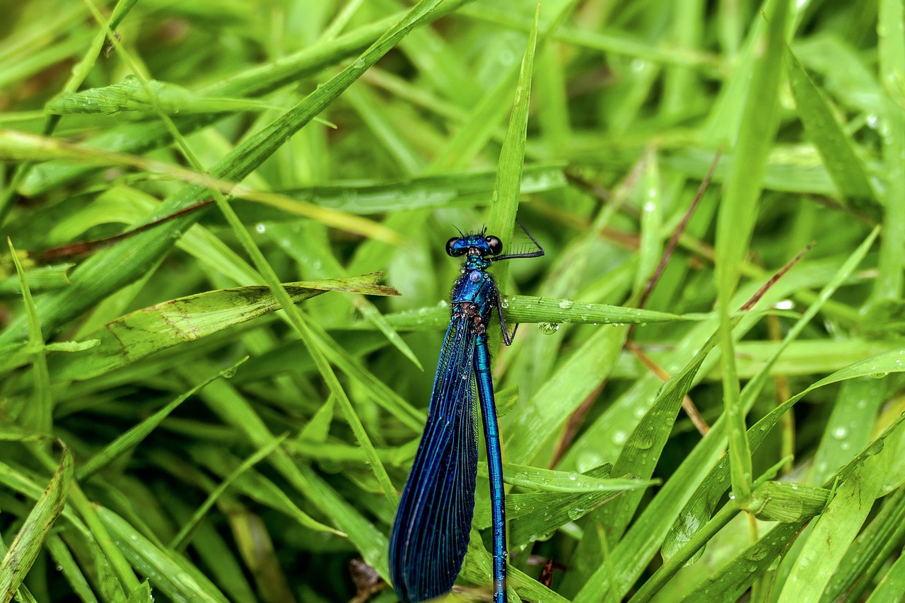 nature  grass  outdoors free photo