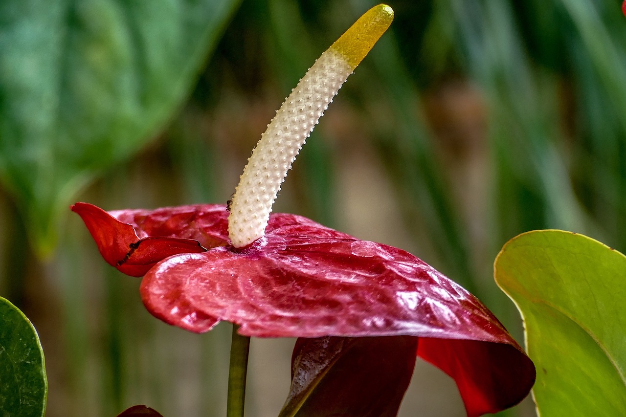 nature  flower  leaf free photo