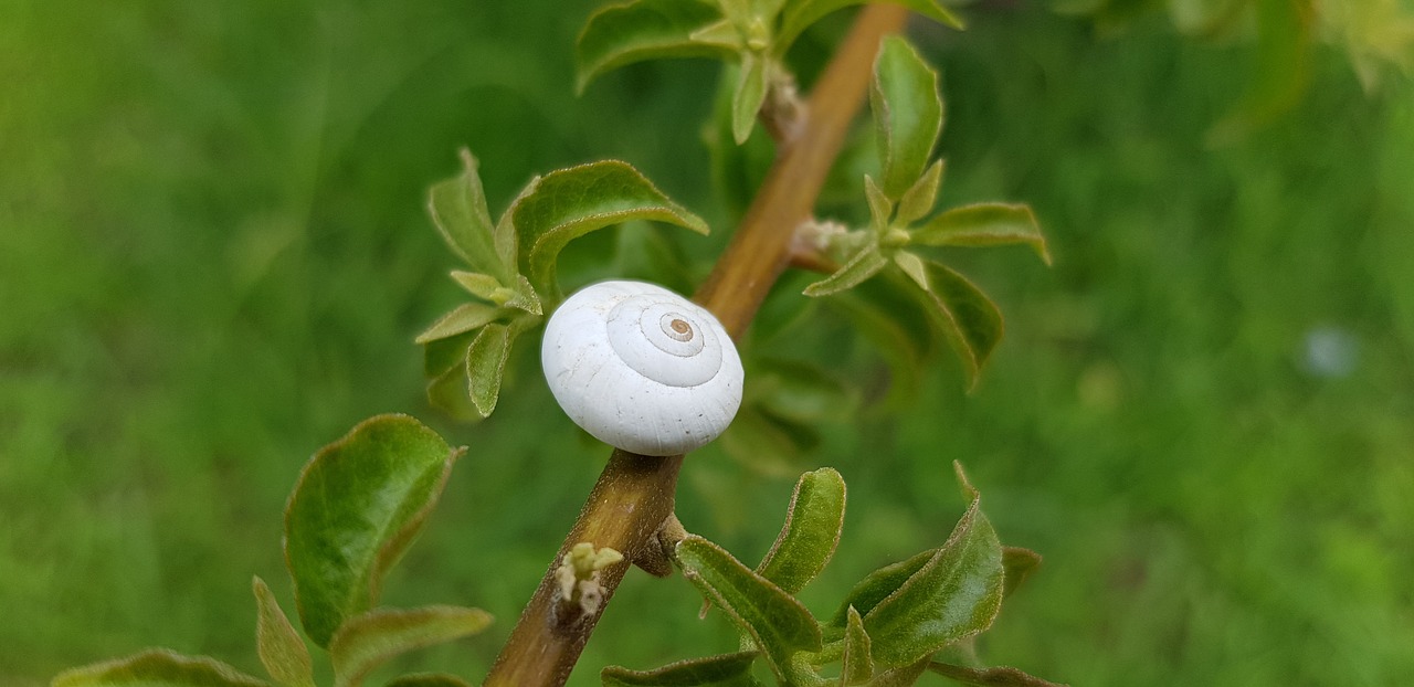 nature  leaves  plant free photo