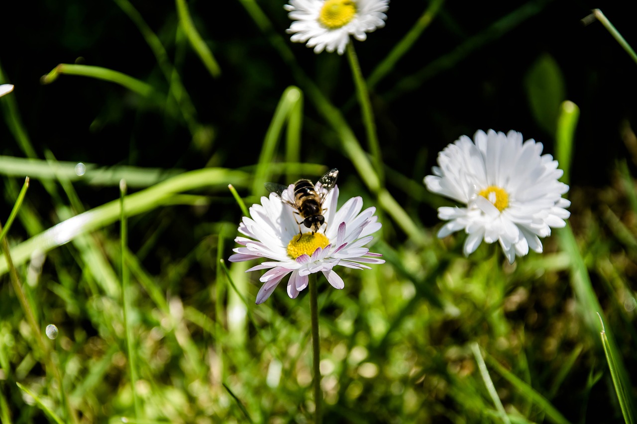 nature  flower  daisy free photo