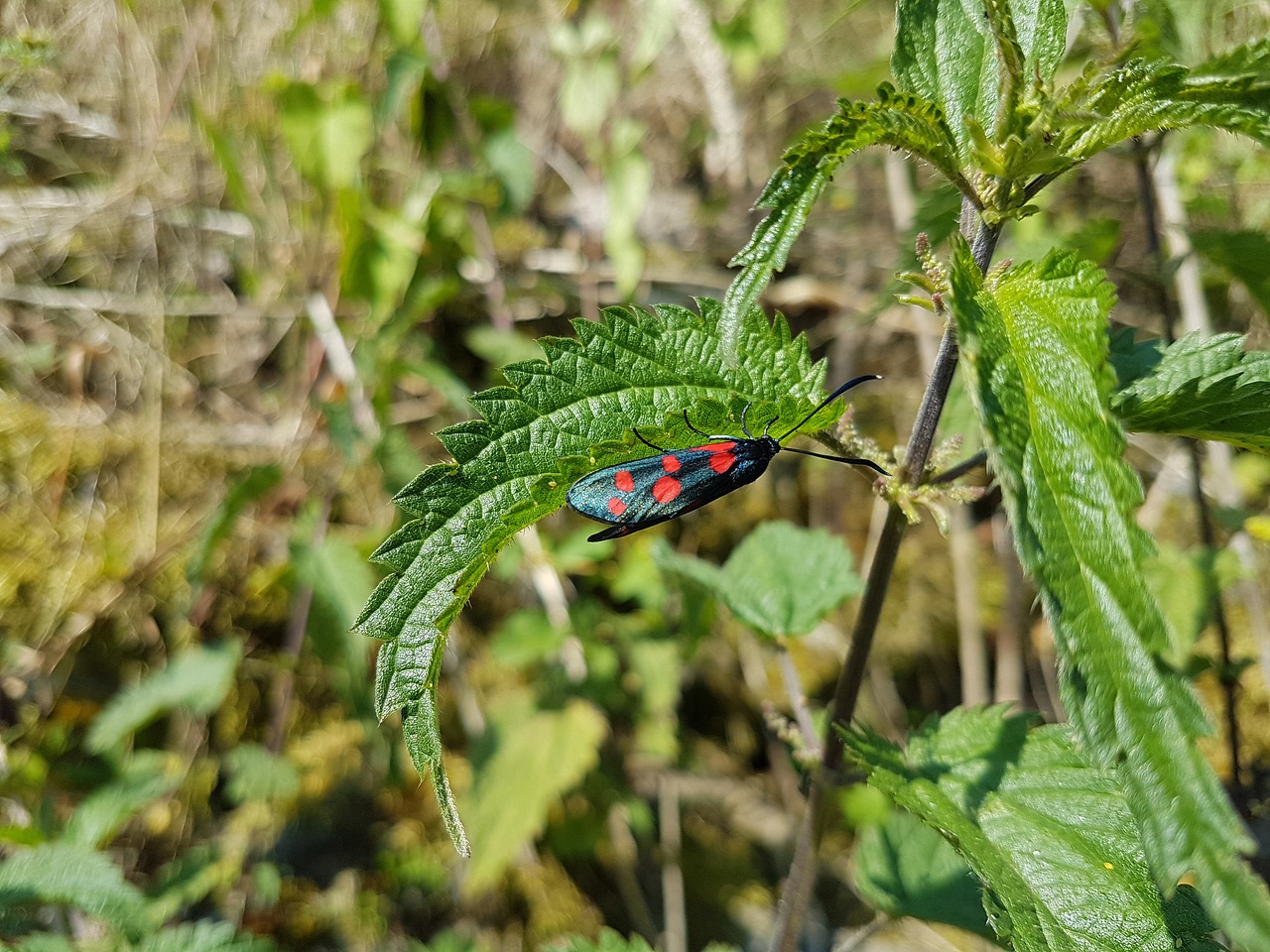 nature  leaf  in the free free photo