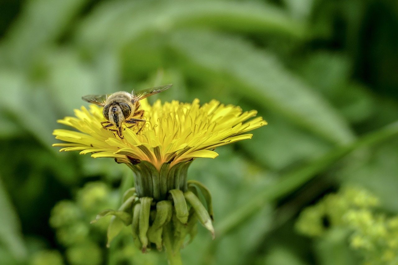 nature  insect  bee free photo