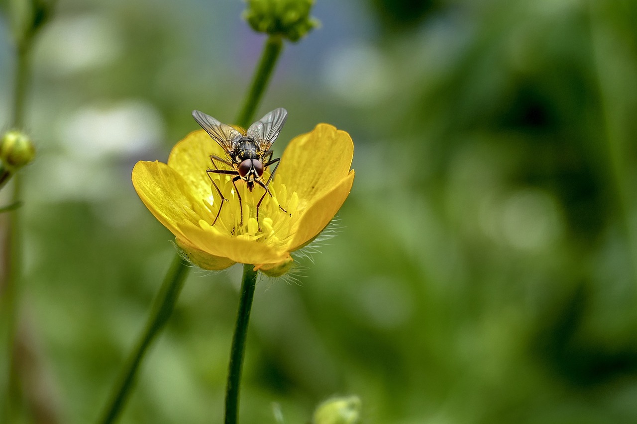 nature  flower  outdoors free photo