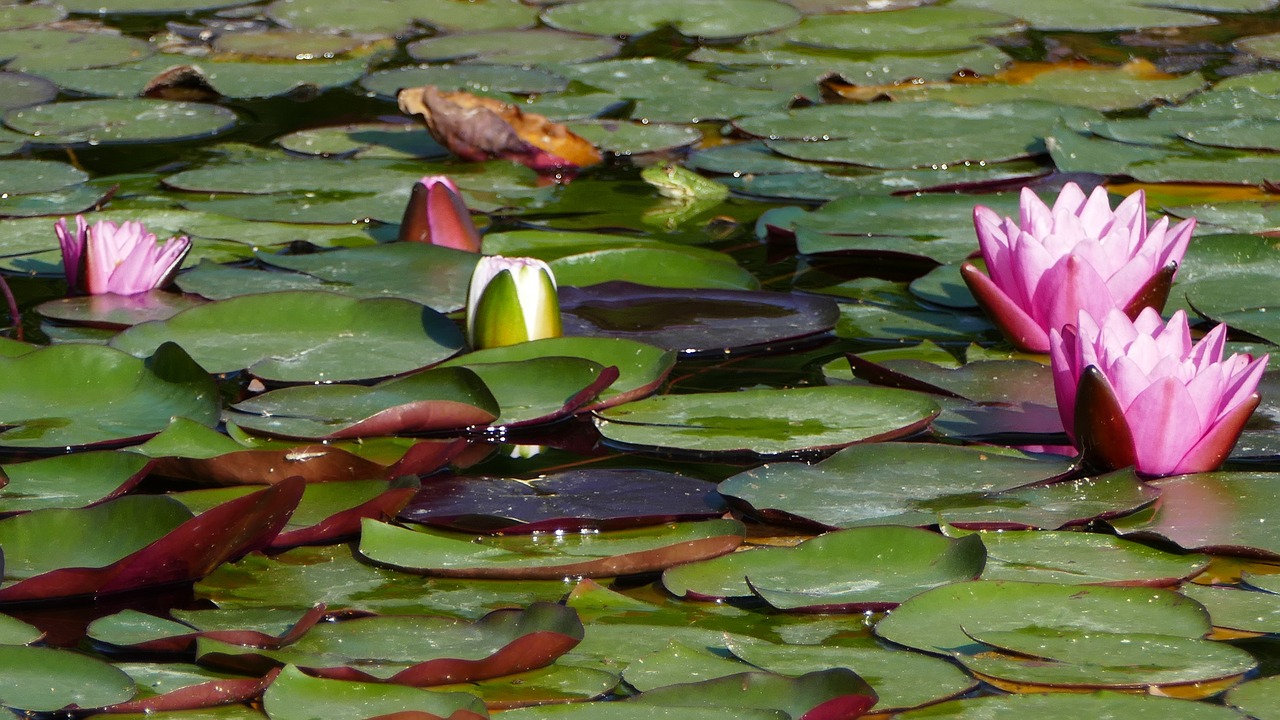 nature  landscape  pond free photo