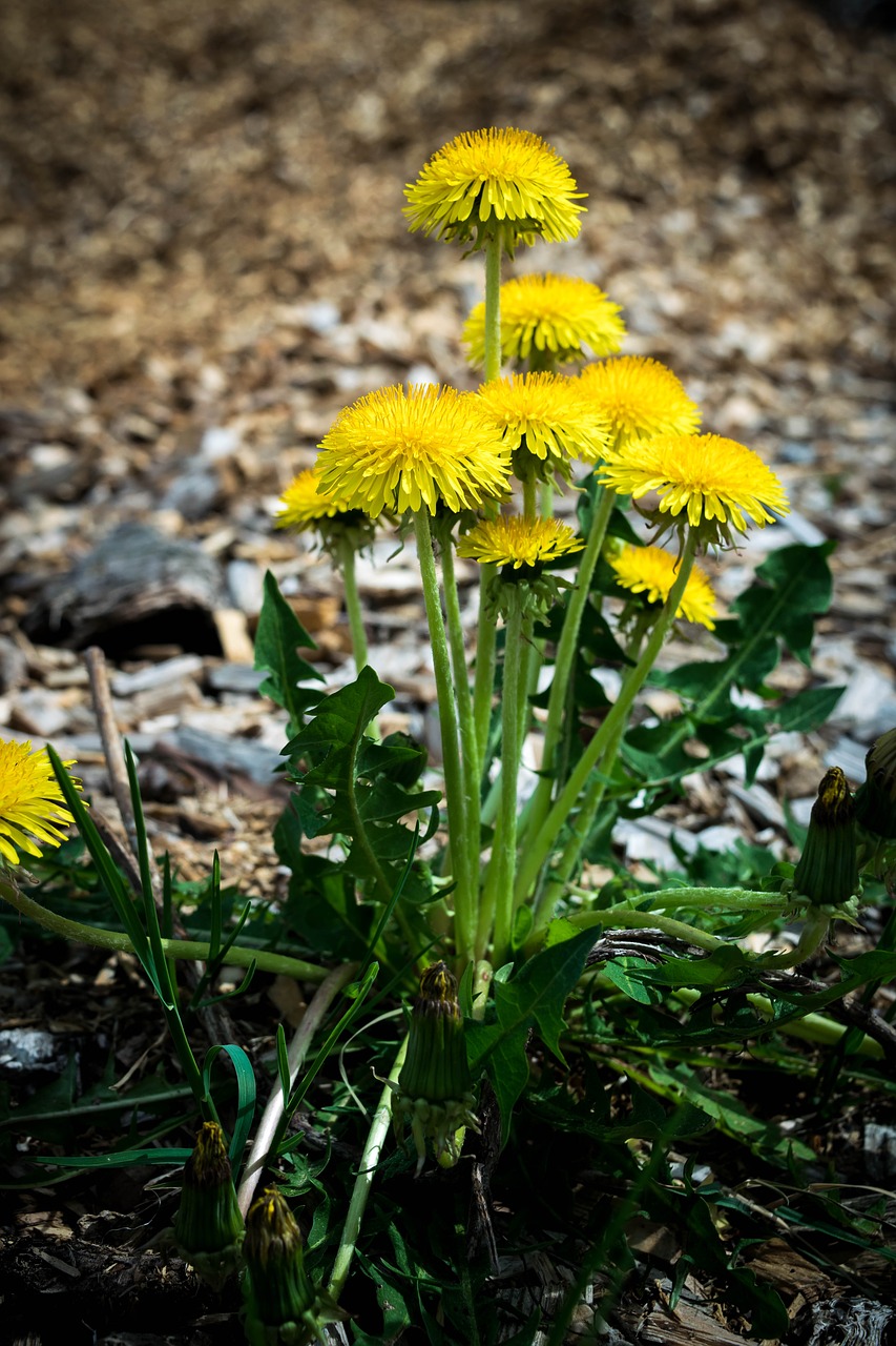 nature  plant  flower free photo