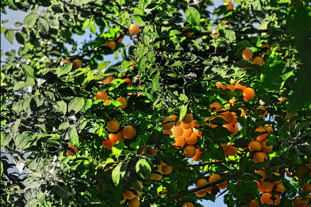 nature  tree fruit tree  fruit free photo