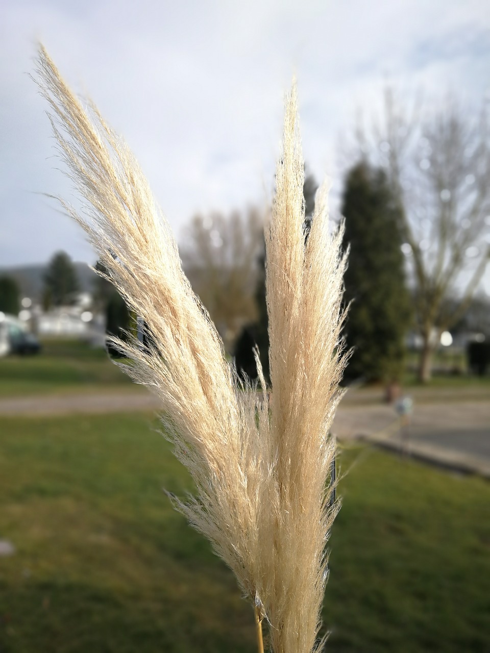 nature  grass  summer free photo