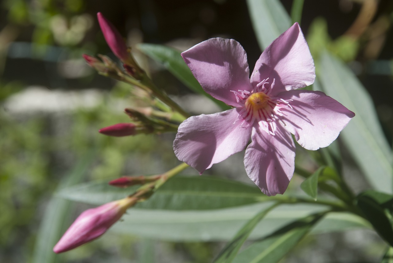 nature  garden  flower free photo