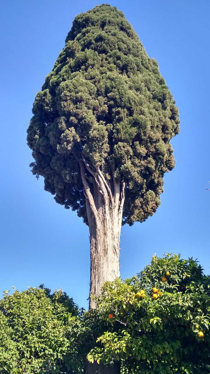 nature  tree  cypress free photo