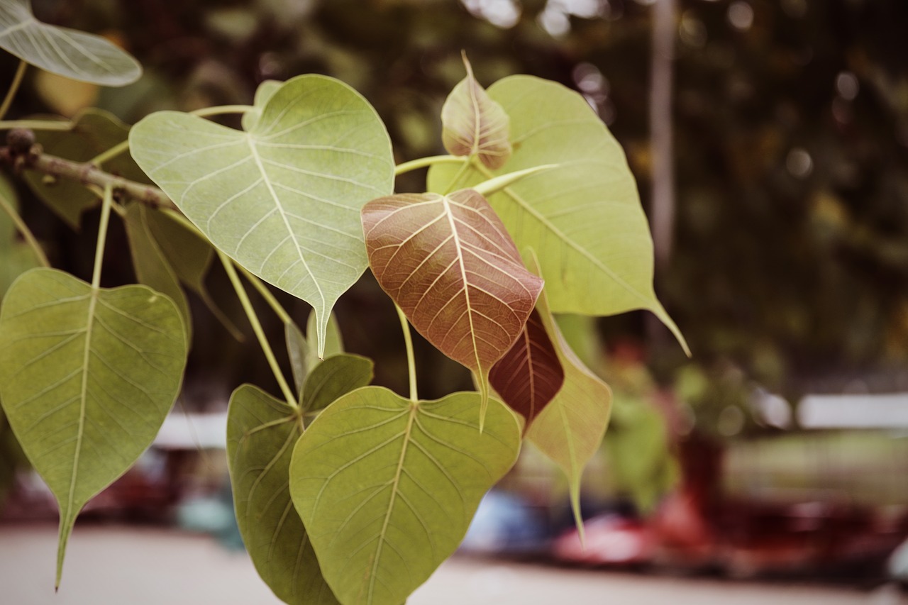 nature  plant  bloom free photo