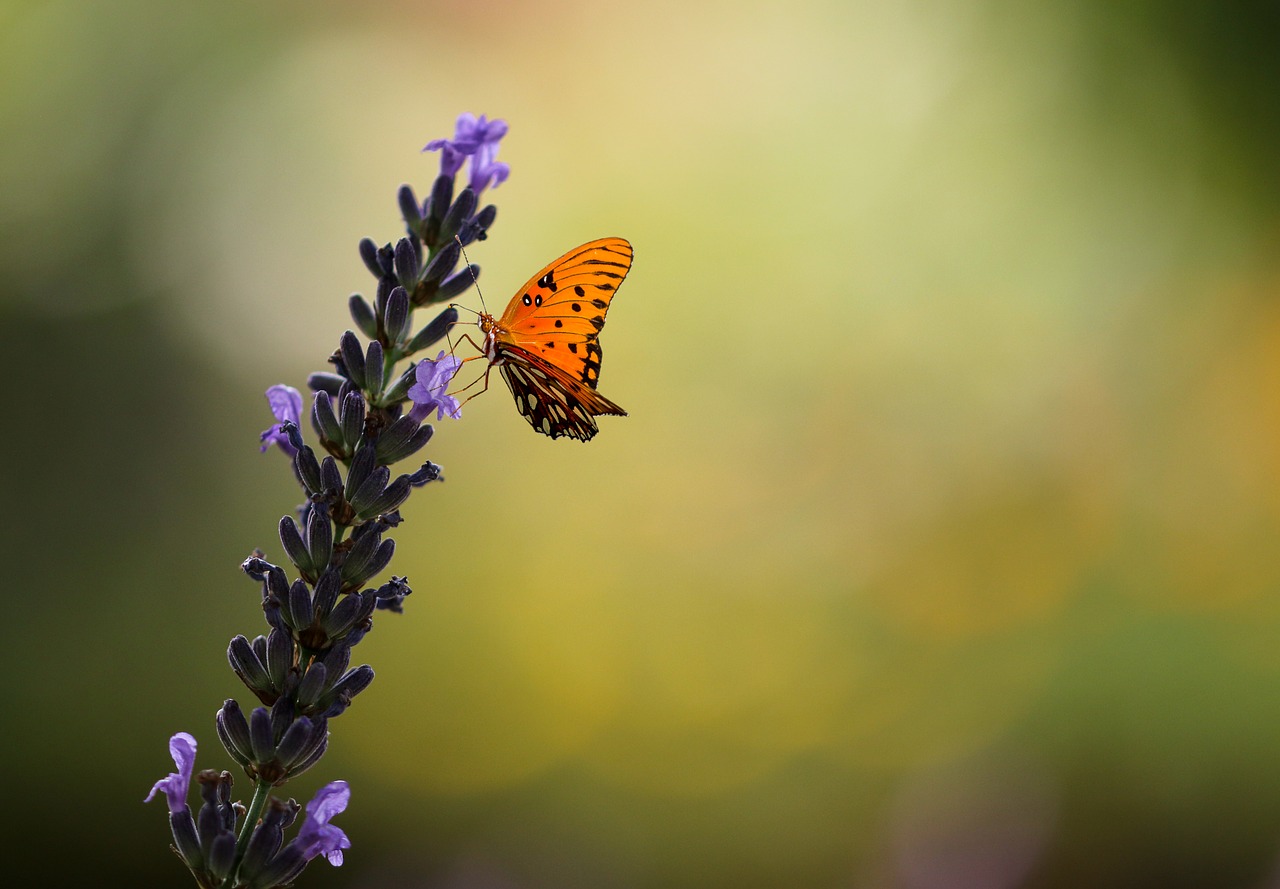 nature  animal world  flower free photo