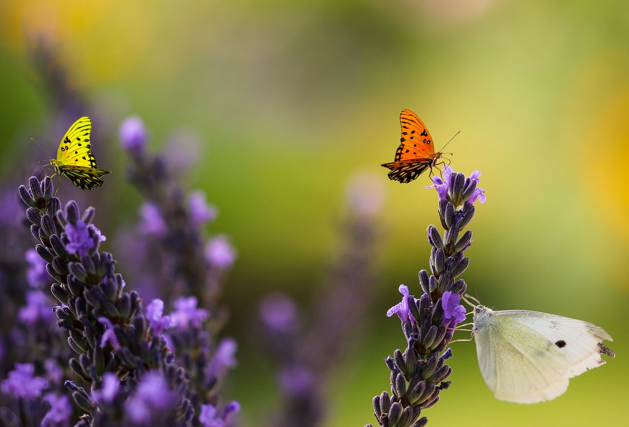 nature  animal world  flower free photo