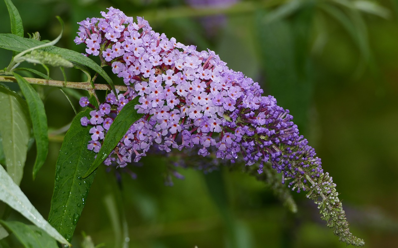 nature  forest  blossom free photo