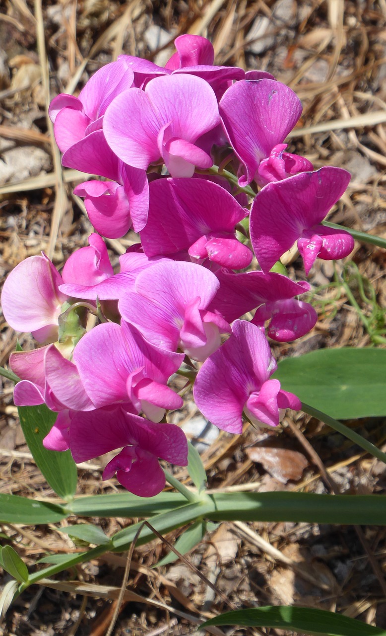 nature  forest  wild flowers free photo