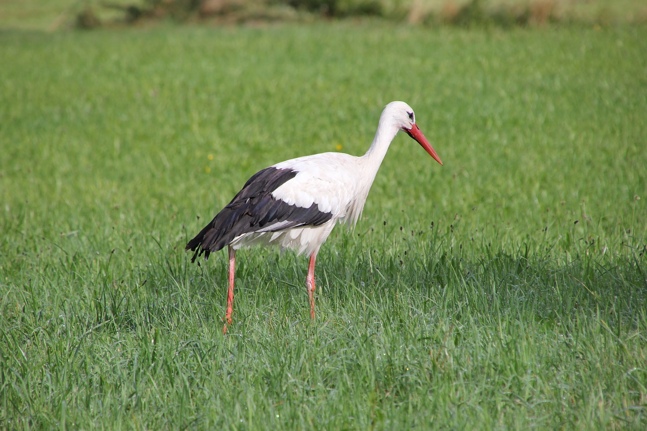 nature  animals  birds free photo