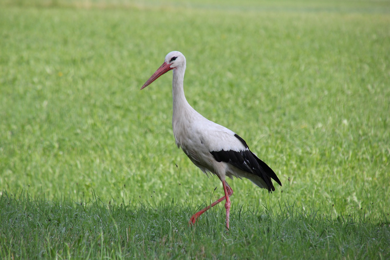 nature  animals  birds stork free photo