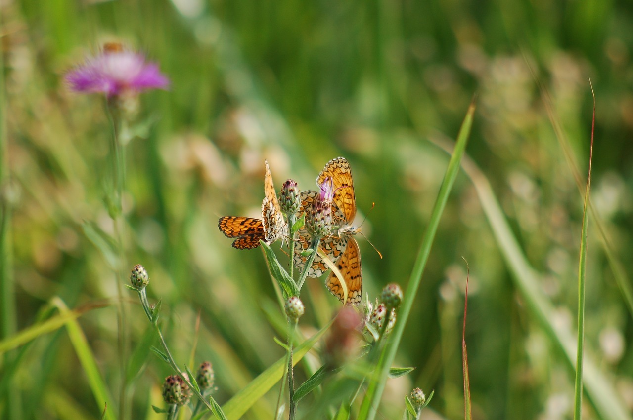 nature  meadows  butterflies free photo