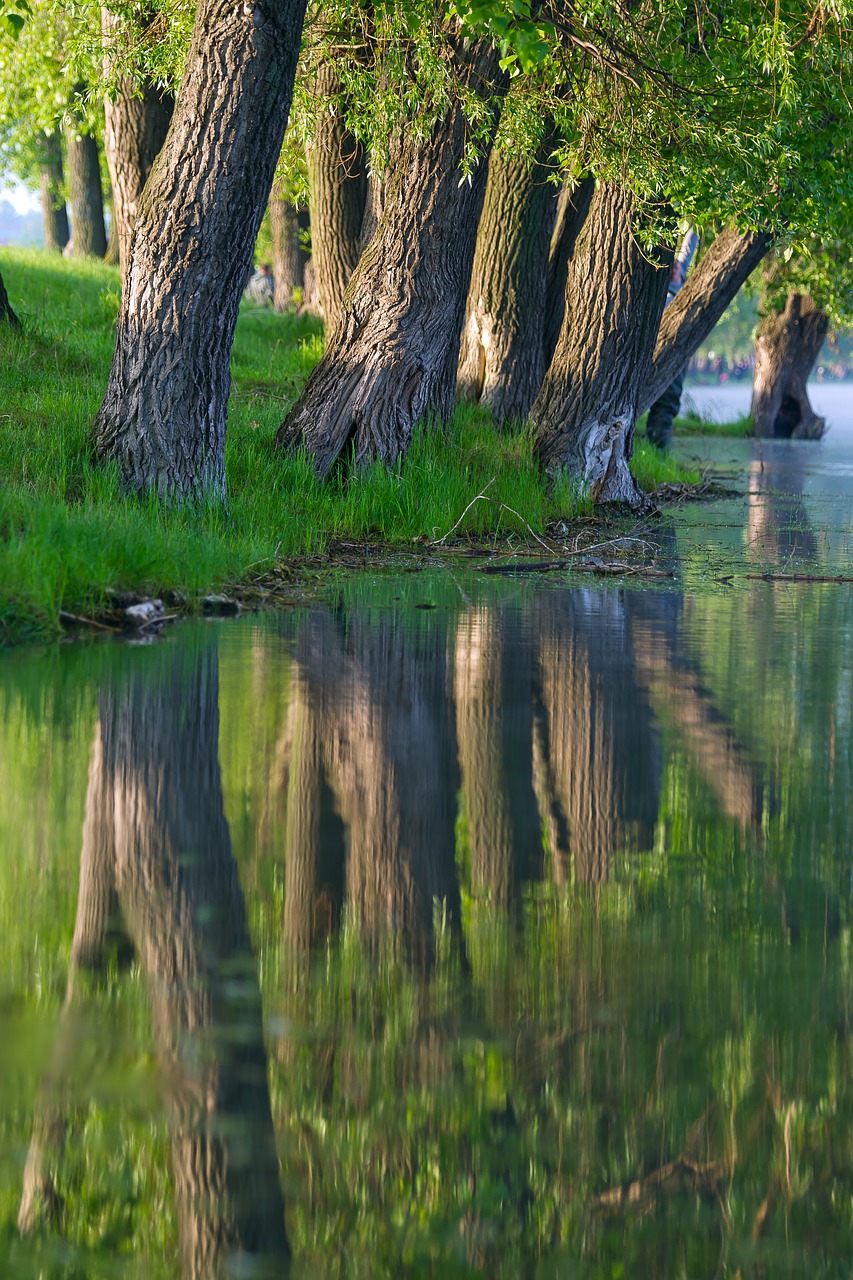 nature  water  morning free photo