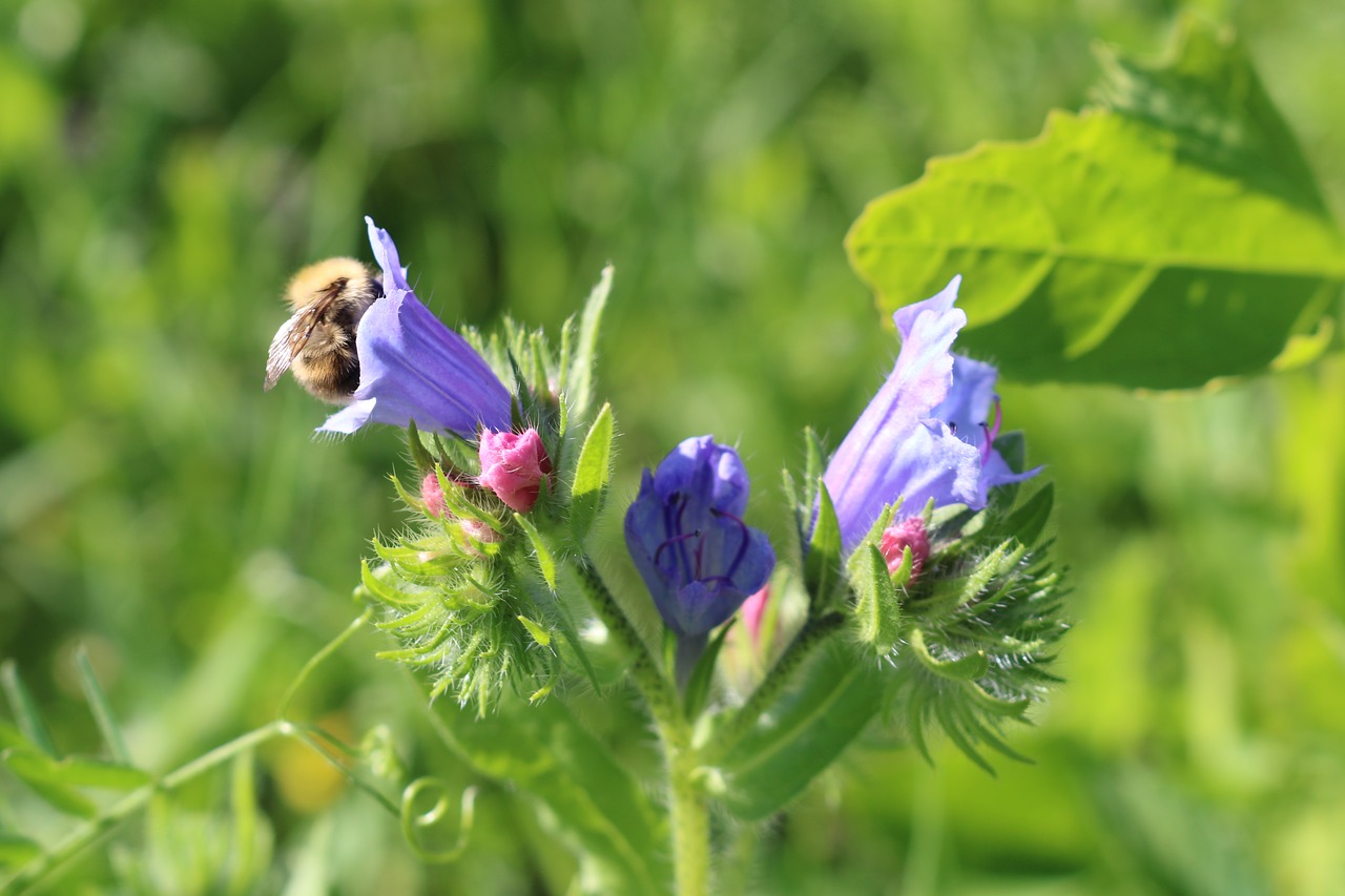 nature  animals  bee free photo