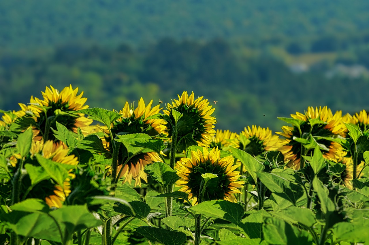 nature  sunflower  sunflower field free photo