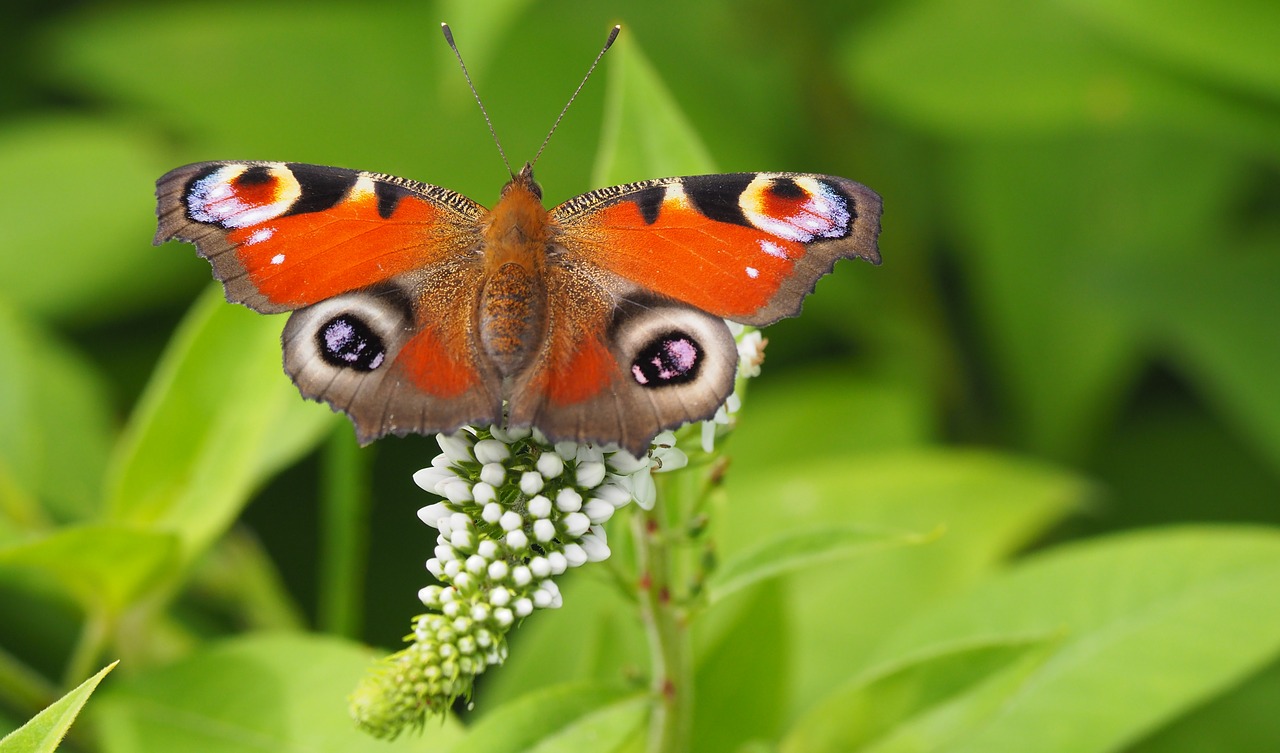 nature  butterfly  peacock day free photo