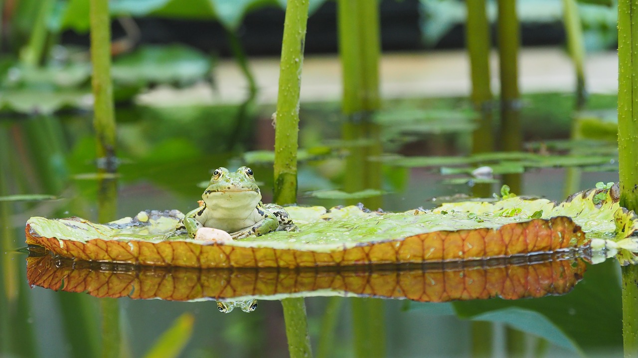 nature  amphibians  frog free photo