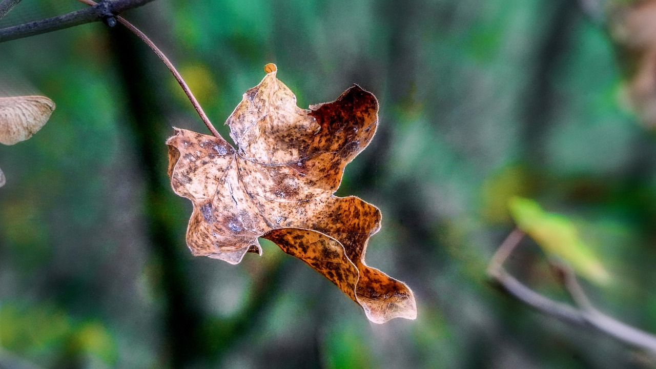 nature  flora  plant free photo