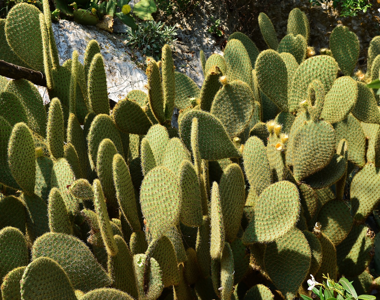 nature  opuntia  cactus free photo