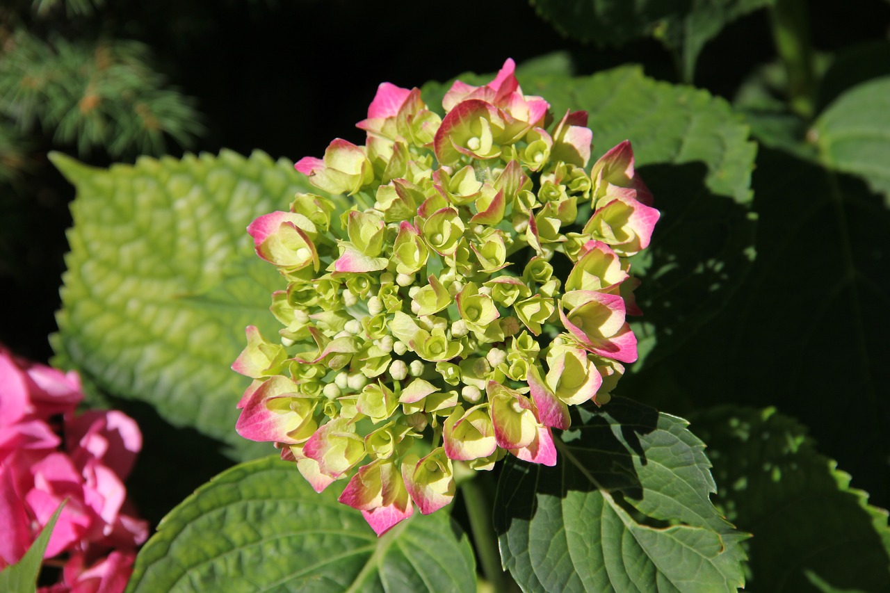 nature  plant  flowers free photo