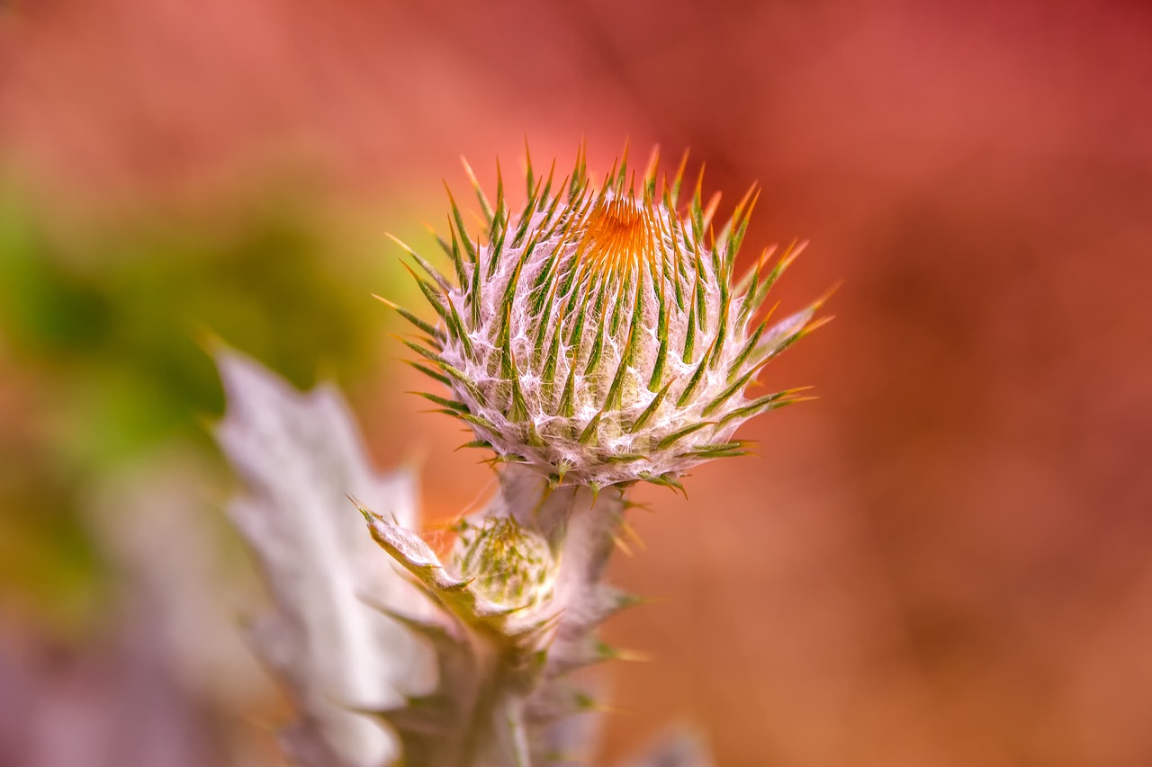 nature  thistle  silver thistle free photo