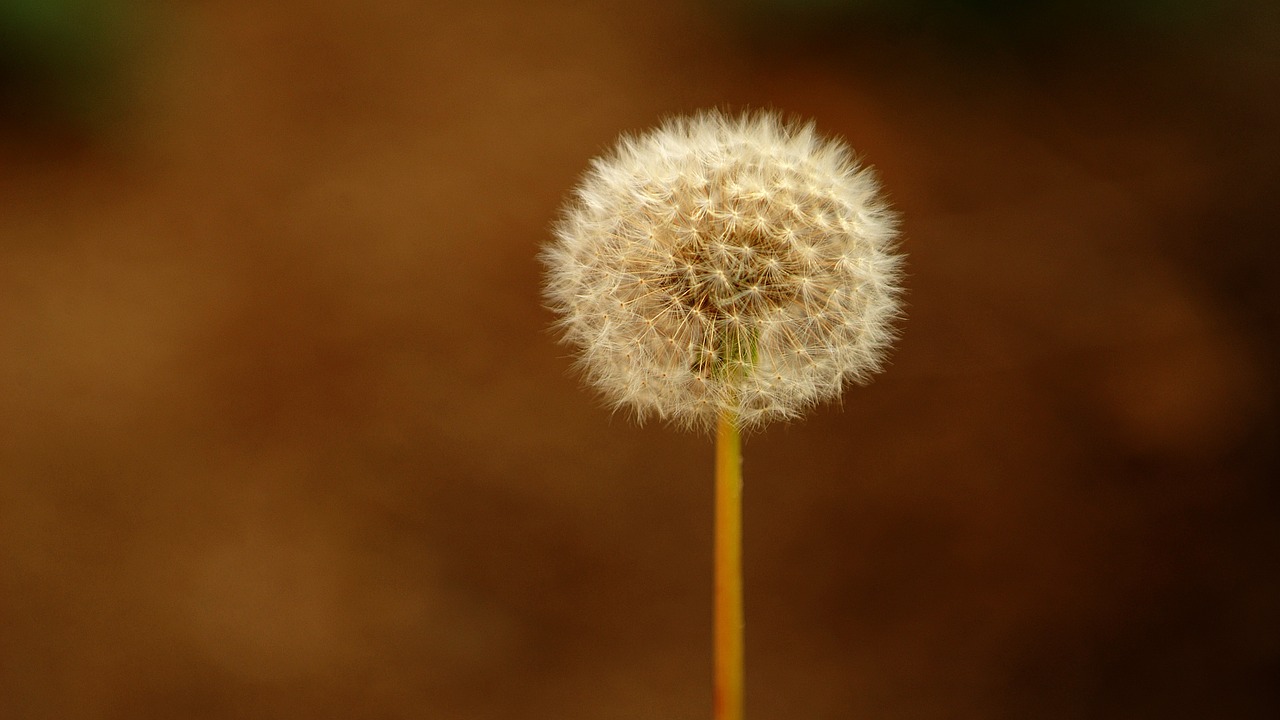 nature  plants  garden free photo