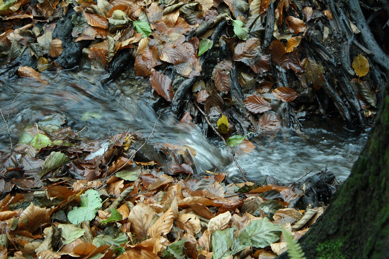 nature  water  autumn free photo