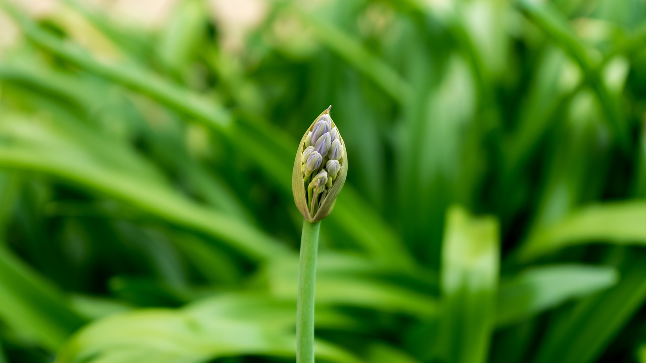 nature  plant  blossom free photo