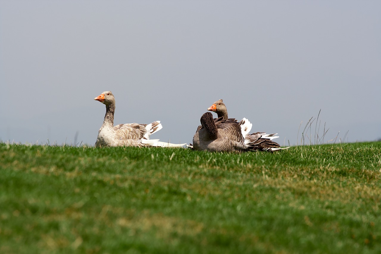 nature  meadow  grass free photo