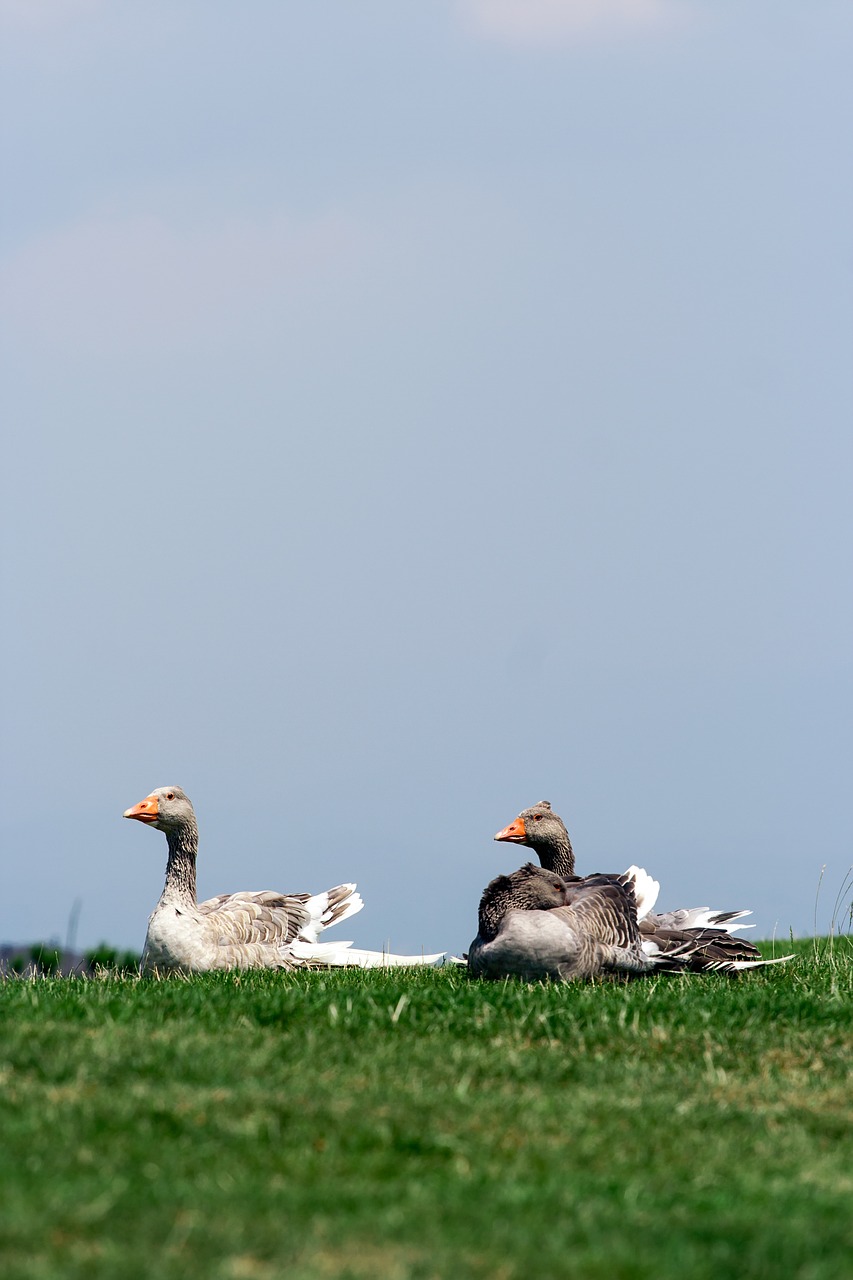 nature  meadow  grass free photo