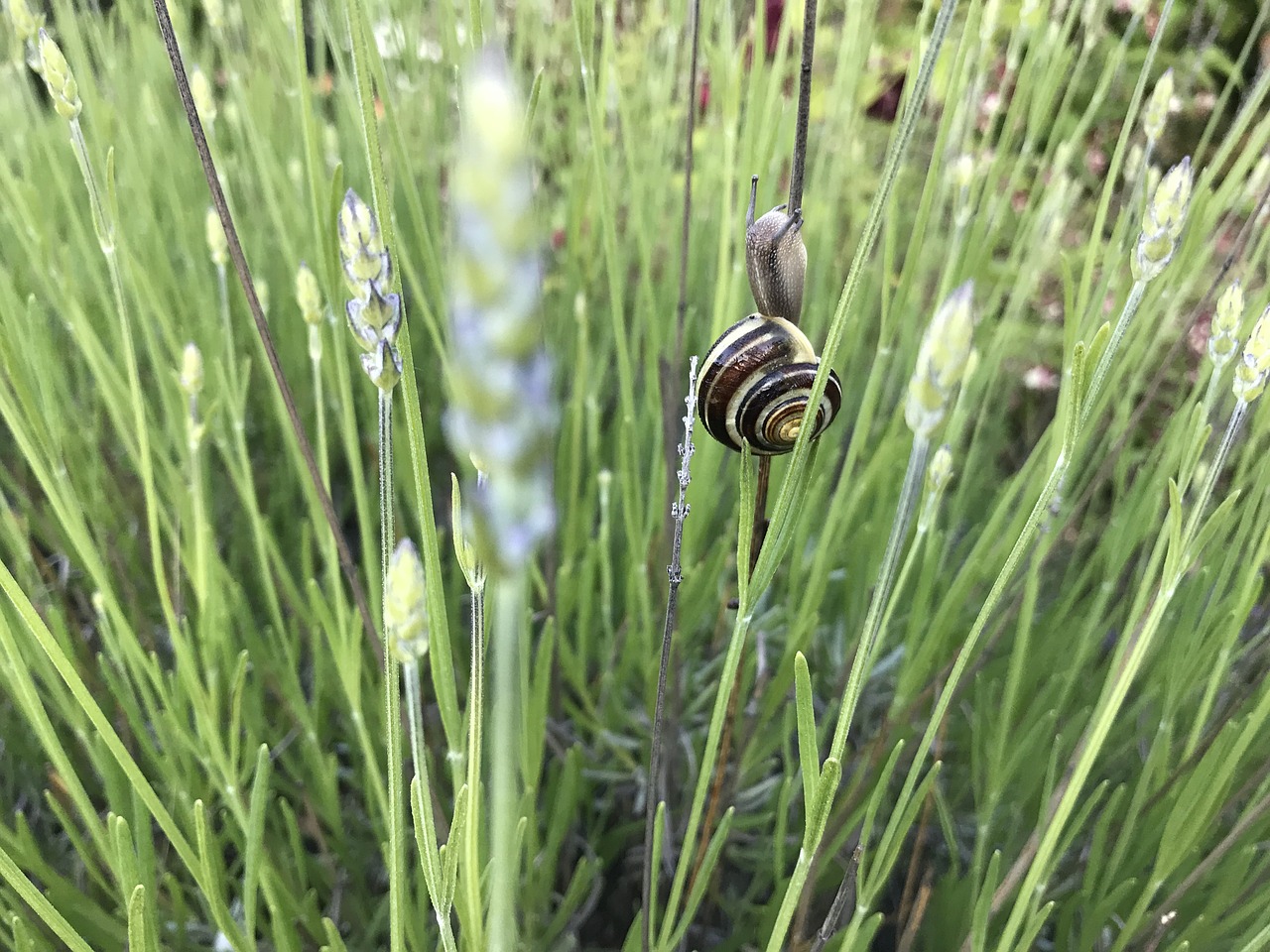 nature  snail  tiny free photo